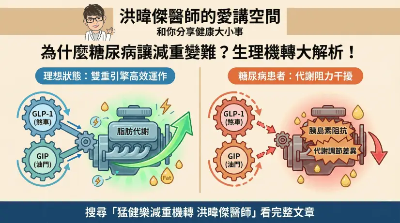 猛健樂減重效果解密:為何糖尿病與高體重族群有差? (2025最新分析) 20 猛健樂雙重腸泌素機轉圖解:正常代謝引擎運作與糖尿病胰島素阻抗的干擾機制